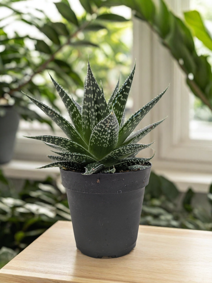 Succulent Gasteria Durban