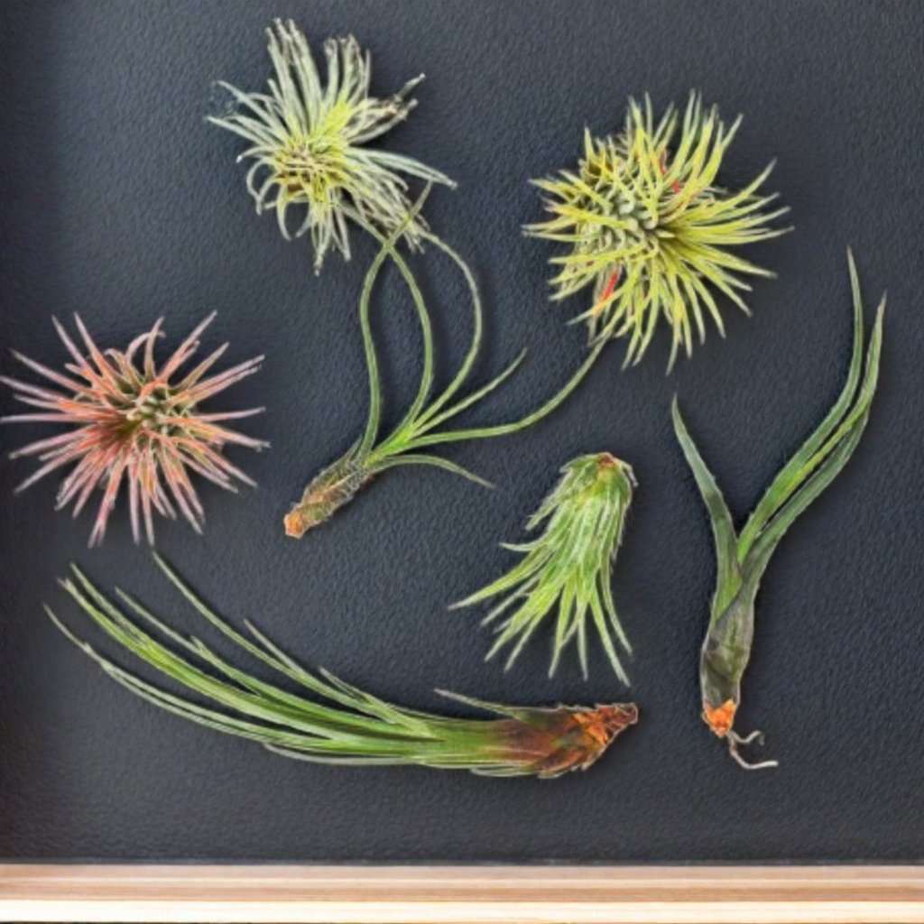 7 Air Plant Variety Pack - Tillandsias