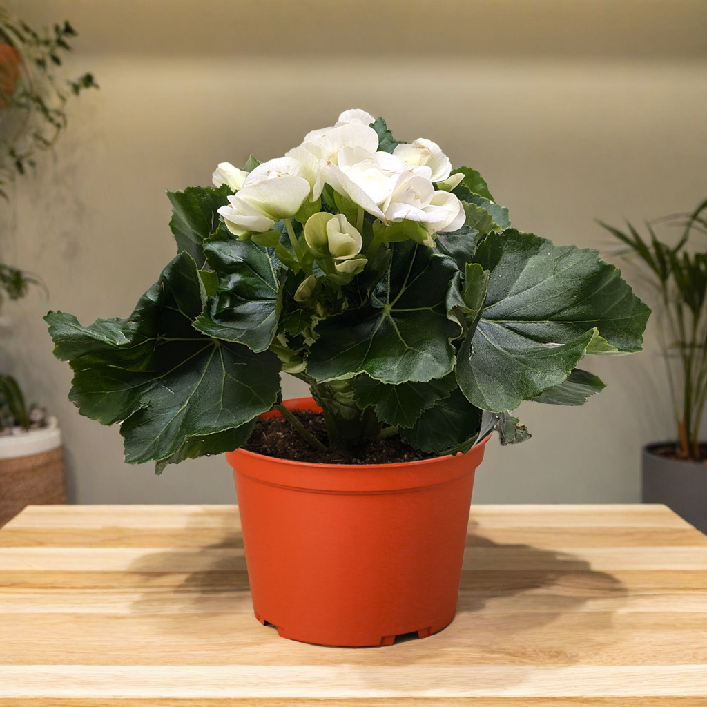 Begonia 'Reiger'