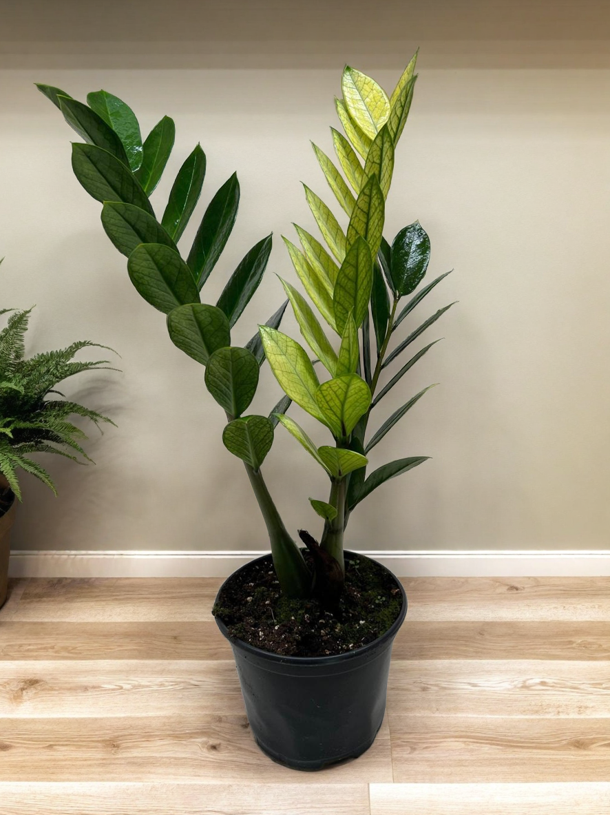 Zamioculcas 'Chameleon'