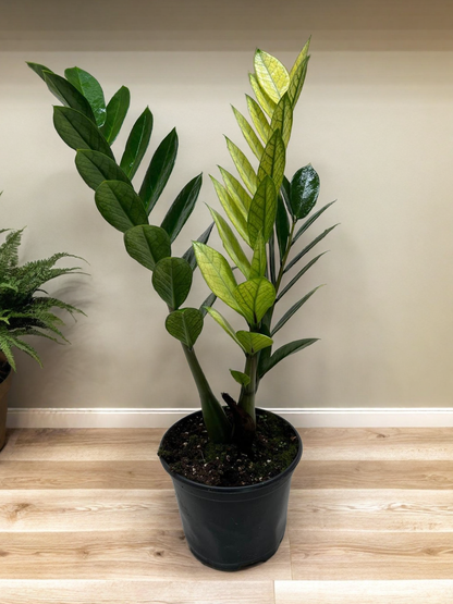 Zamioculcas 'Chameleon'