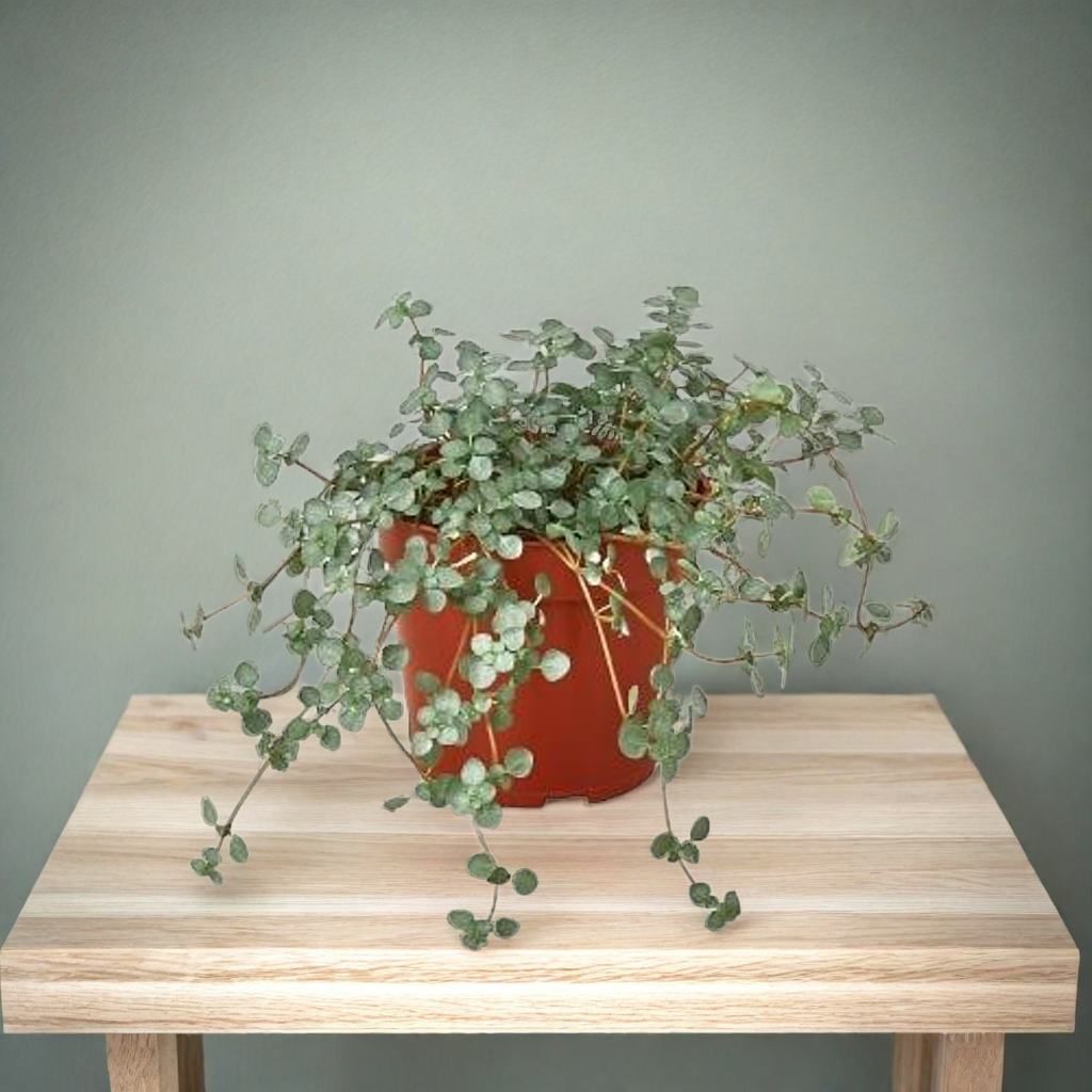 Nettle 'Silver Sparkle'