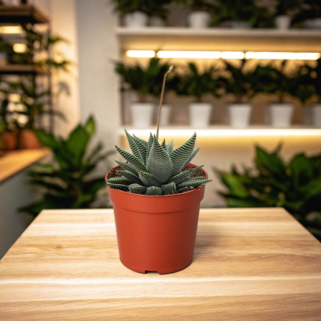 Succulent Haworthia Miami