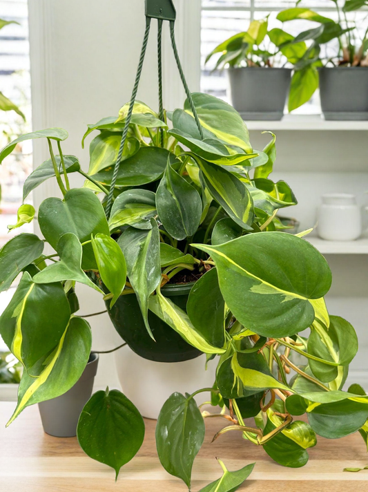 Philodendron 'Brasil'