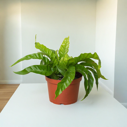 Fern 'Bird's Nest Hurricane'