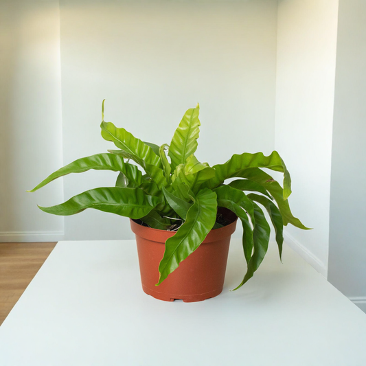 Fern 'Bird's Nest Hurricane'