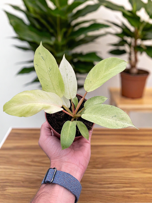 Philodendron 'Snowdrift'