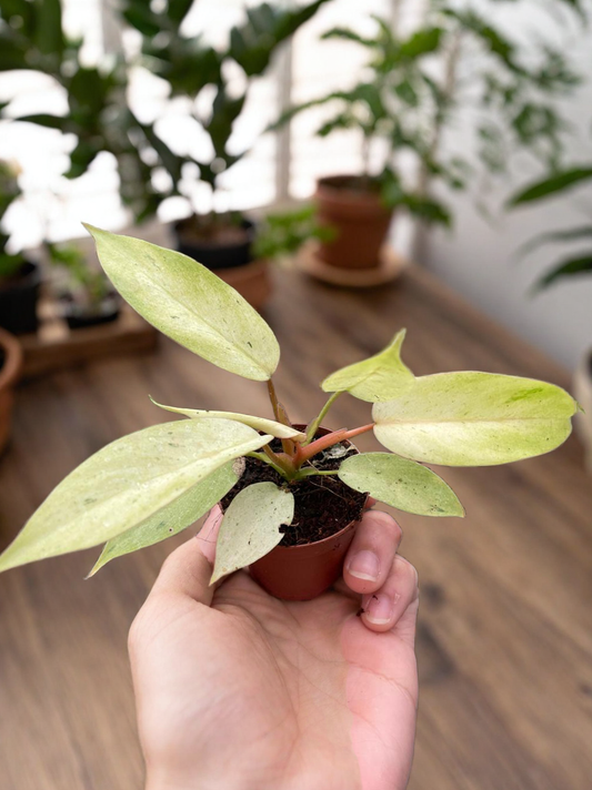 Philodendron 'Snowdrift'