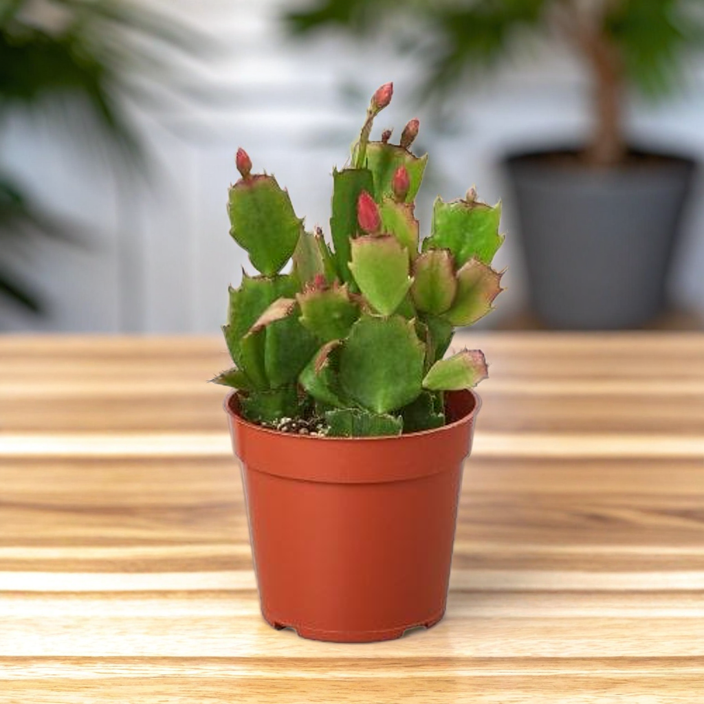 Zygocactus 'Christmas Cactus'