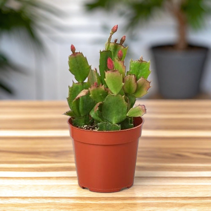 Zygocactus 'Christmas Cactus'