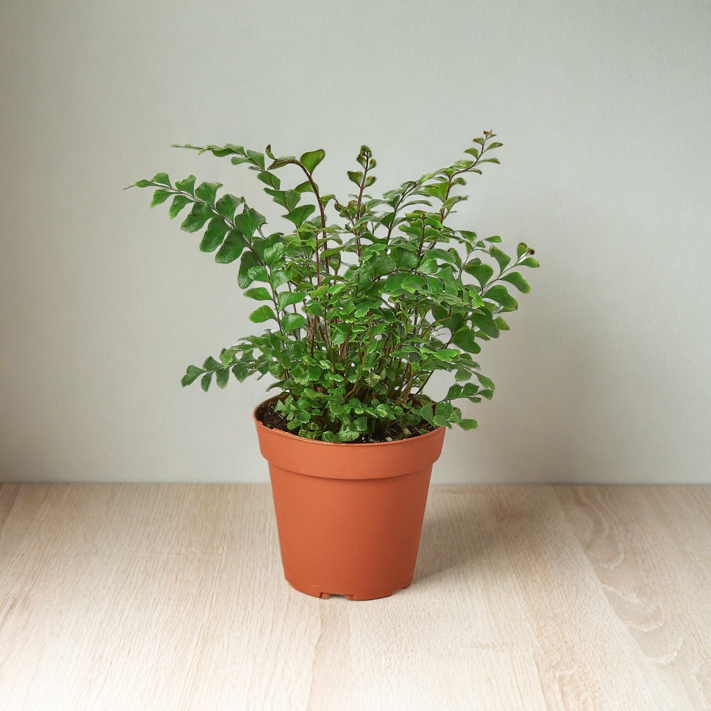 Mahogany Fern