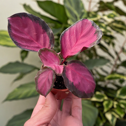 Calathea 'Purple Rose'