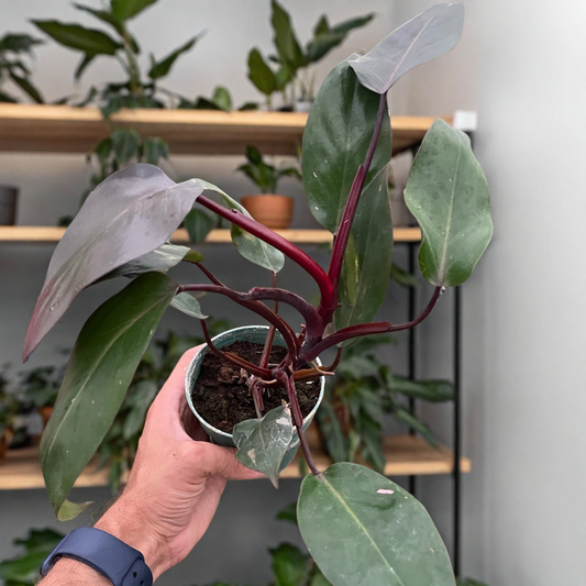 Philodendron 'Burgundy Princess' (Reverted Pink Princess) - B-Grade