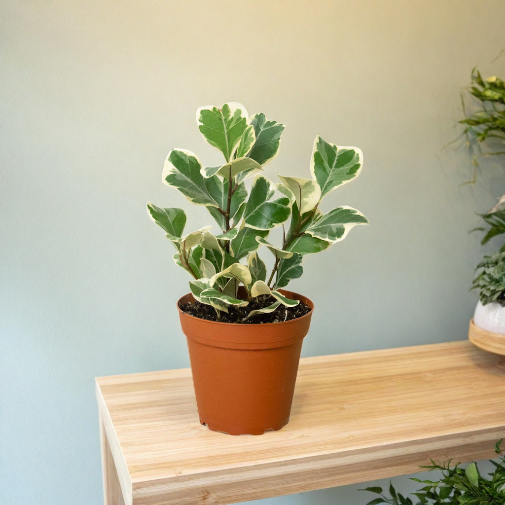 Ficus Elastica 'Triangularis' Variegated