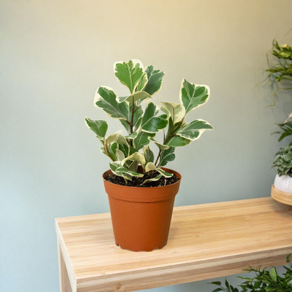 Ficus Elastica 'Triangularis' Variegated