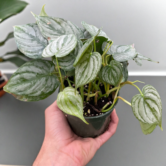 Philodendron 'Brandi'