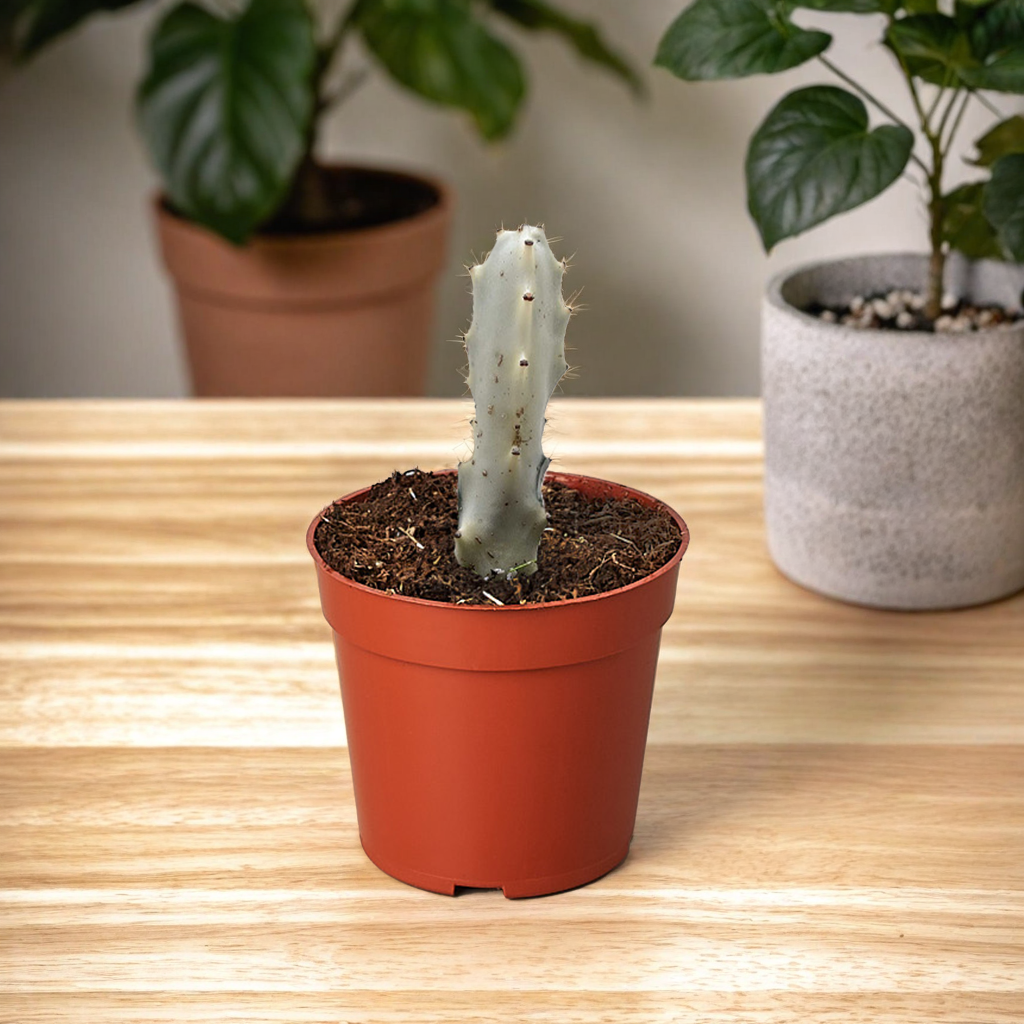 Succulent Euphorbia 'Dragon Bone'