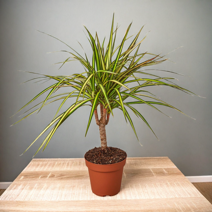 Dracaena Marginata 'Sunshine'