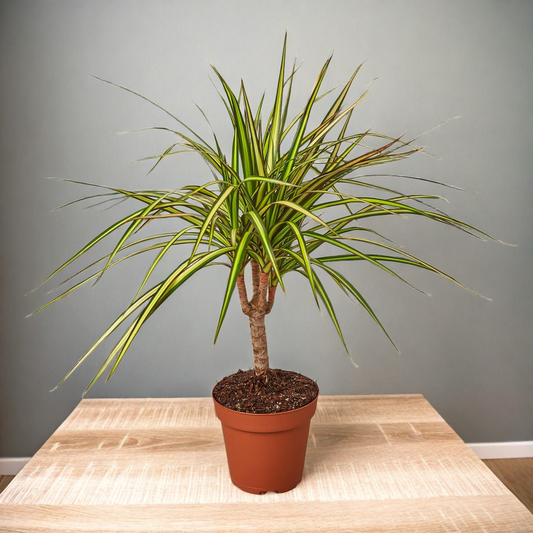 Dracaena Marginata 'Sunshine'