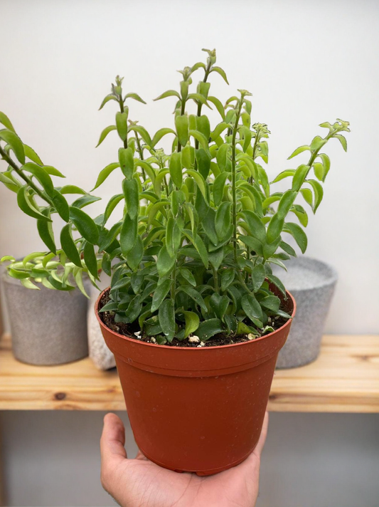Curly Lipstick Plant