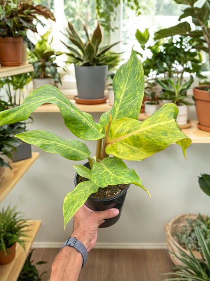 Philodendron 'Orange Marmalade'