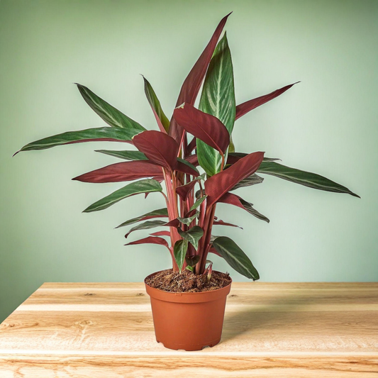 Stromanthe Sanguinea