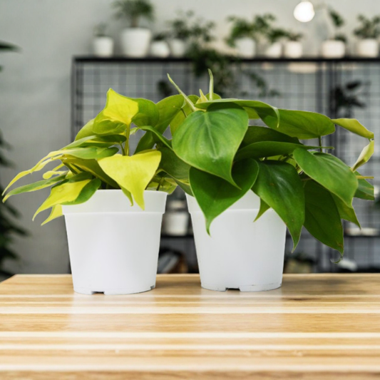 2 Philodendron Variety Pack - 4" Pots