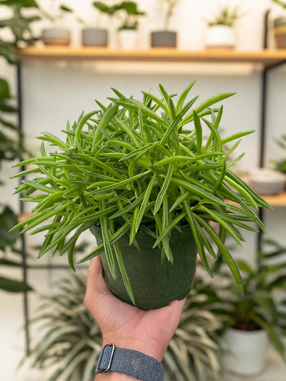 Peperomia 'Green Bean'