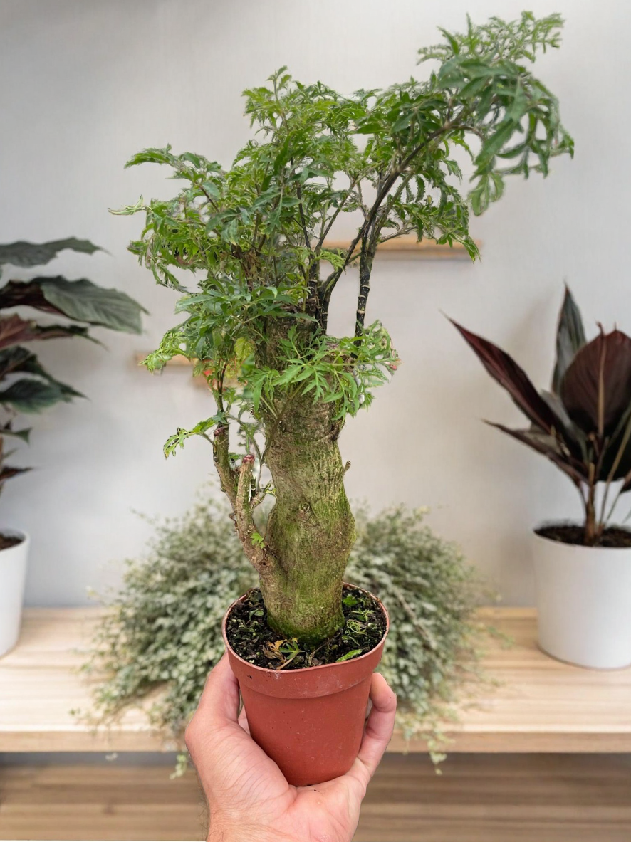 Aralia Ming Stump Plant