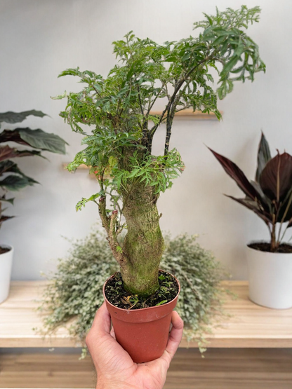 Aralia Ming Stump Plant