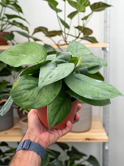 Pothos Jade Satin