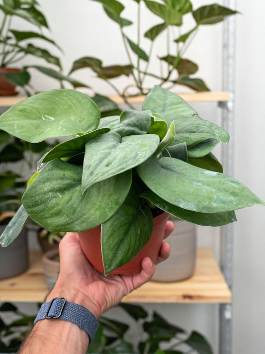 Pothos Jade Satin
