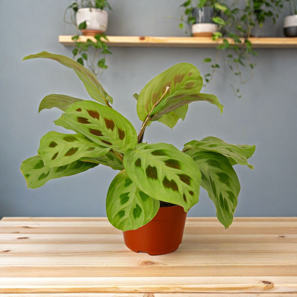 Maranta 'Leuconeura'