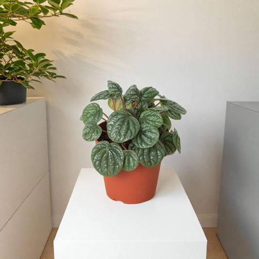 Peperomia 'Burbella'