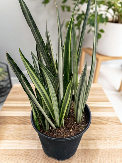 Snake 'Bantel's Sensation'