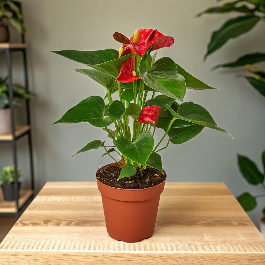 Anthurium 'Red'