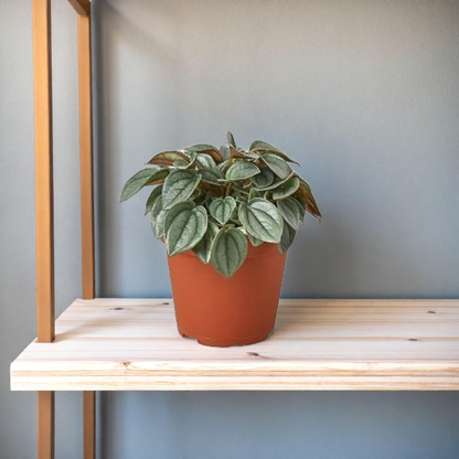 Peperomia 'Napoli Nights' - 4" Pot