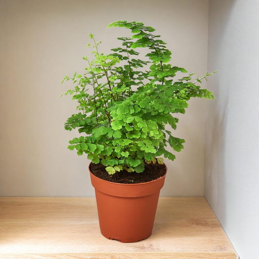 Maidenhair Fern