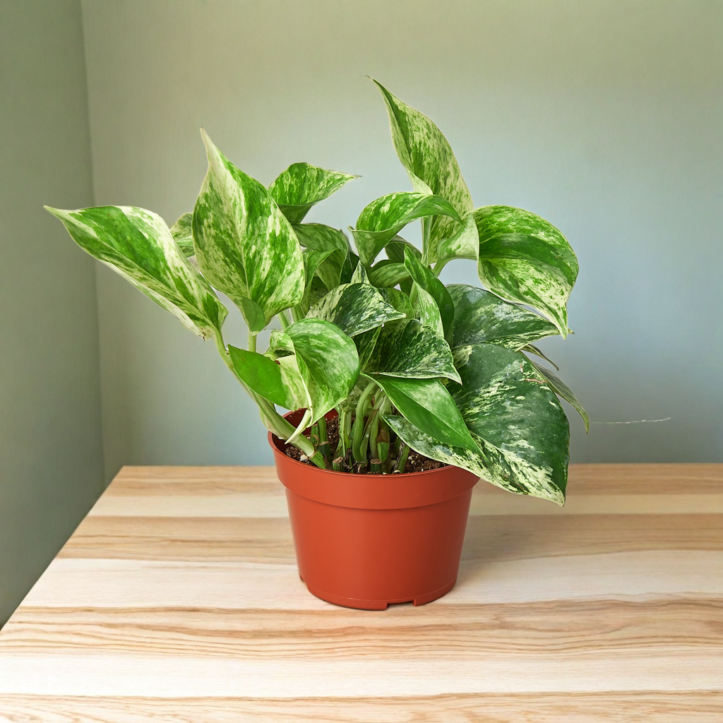 Pothos 'Marble Queen'
