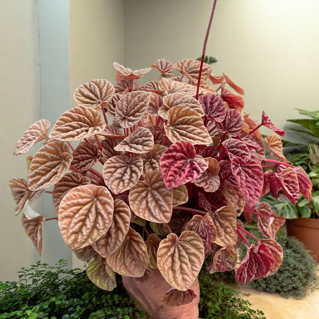 Peperomia 'Quito'
