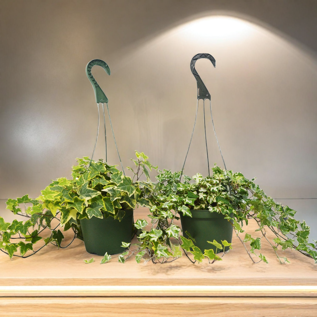 2 English Ivy Variety Pack - 6" Hanging Pot